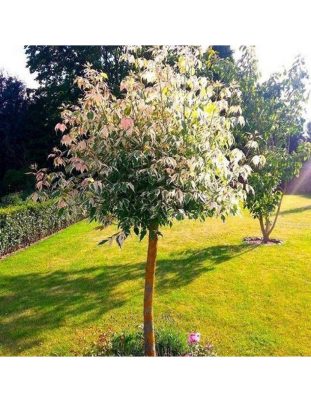 Klon jesionolistny Acer negundo Flamingo