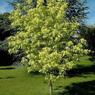 Aureomarginatum Acer negundo Klon jesionolistny