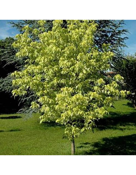 Aureomarginatum Acer negundo Klon jesionolistny