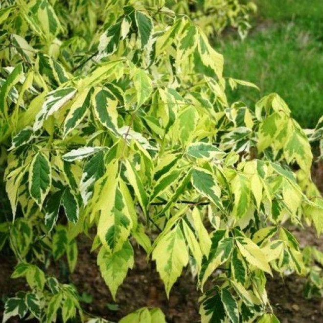 Klon jesionolistny Aureomarginatum Acer negundo