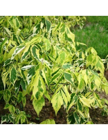 Klon jesionolistny Aureomarginatum Acer negundo