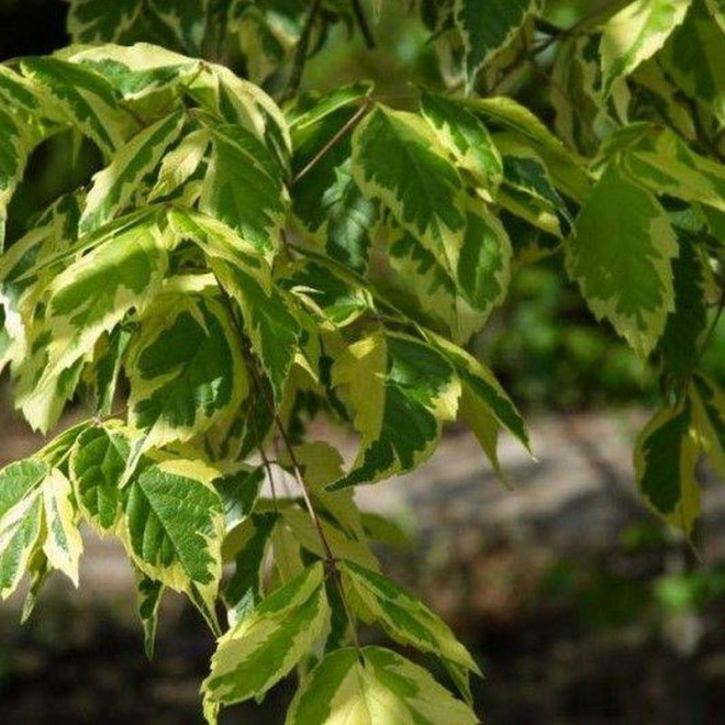 Aureomarginatum Klon jesionolistny Acer negundo