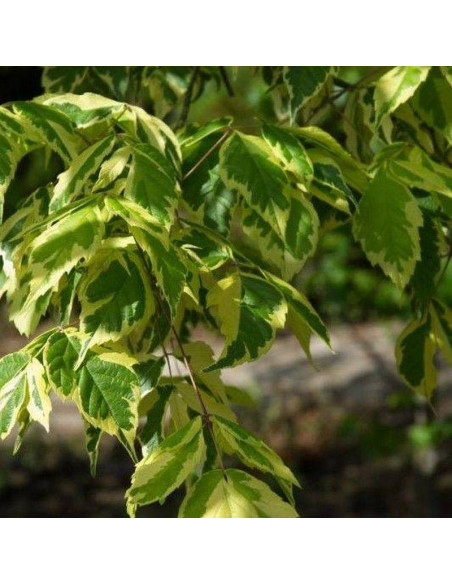 Aureomarginatum Klon jesionolistny Acer negundo