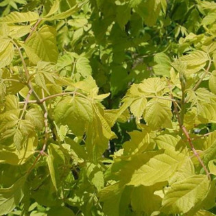 Auratum Acer negundo Klon jesionolistny