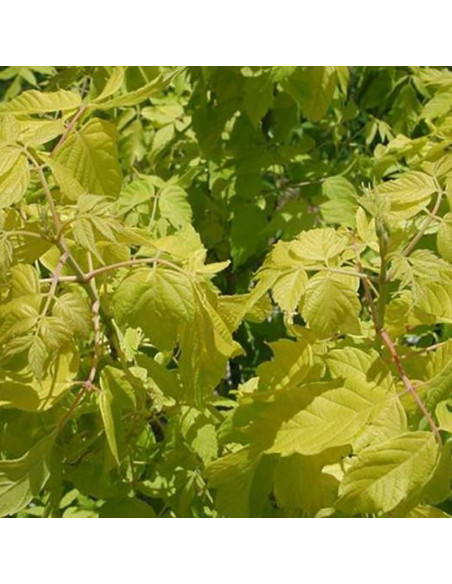 Auratum Acer negundo Klon jesionolistny