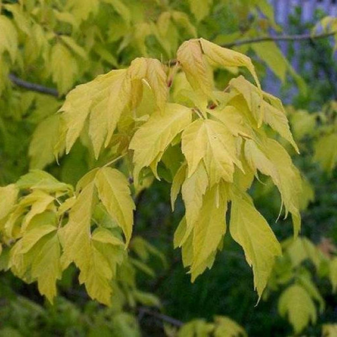 Klon jesionolistny Auratum Acer negundo