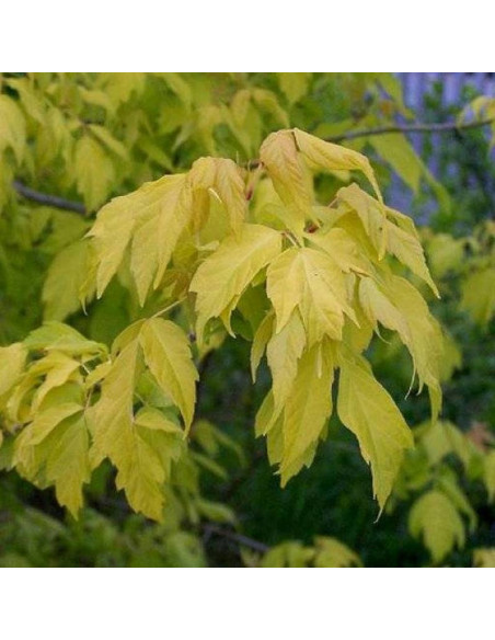 Klon jesionolistny Auratum Acer negundo