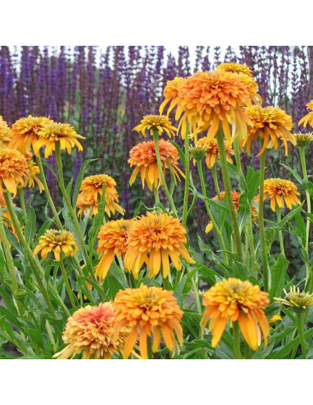 Jeżówka_Marmalade_Echinacea