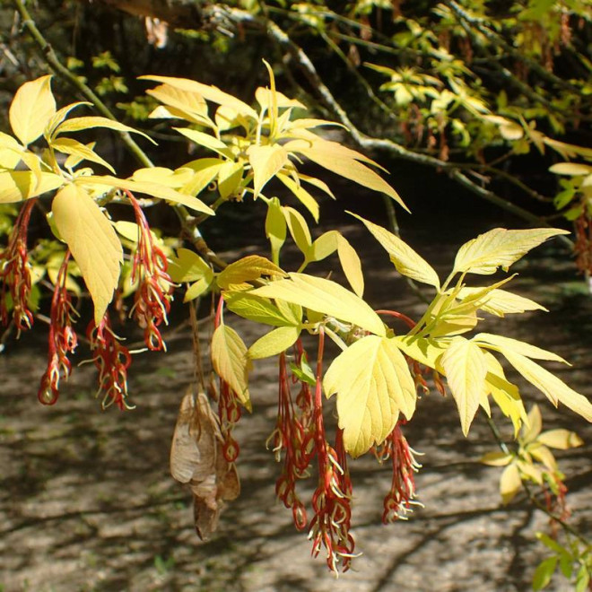Klon jesionolistny Acer negundo Auratum