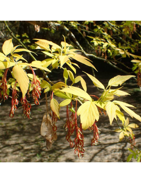 Klon jesionolistny Acer negundo Auratum