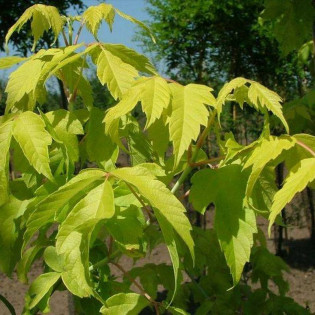 Klon jesionolistny Odessanum Acer negundo