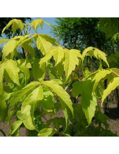 Klon jesionolistny Odessanum Acer negundo