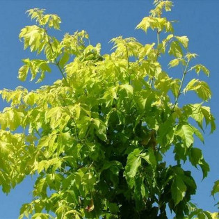 Klon jesionolistny Odessanum Acer negundo 2