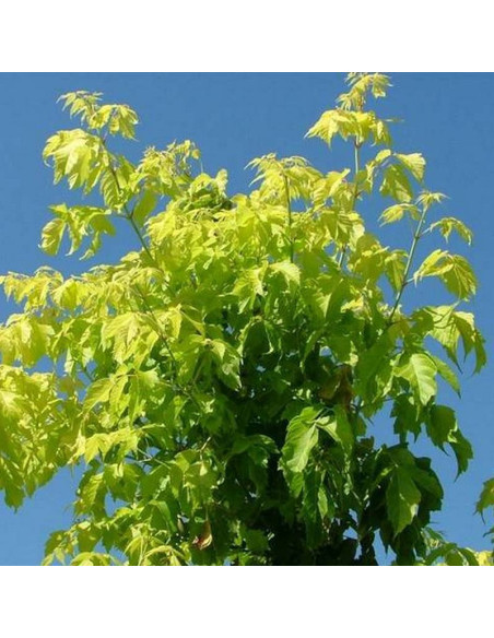 Odessanum Acer negundo Klon jesionolistny