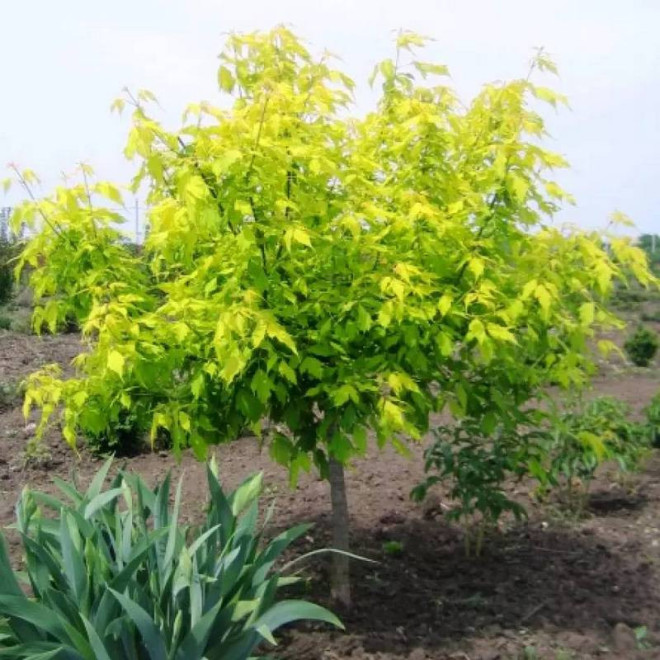 Klon jesionolistny Acer negundo Odessanum