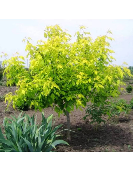 Klon jesionolistny Acer negundo Odessanum