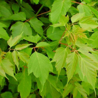 Klon jesionolistny Acer negundo