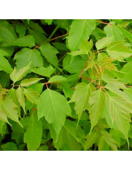 Klon jesionolistny Acer negundo