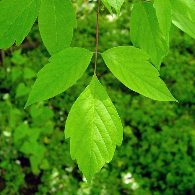 Klon jesionolistny Acer negundo