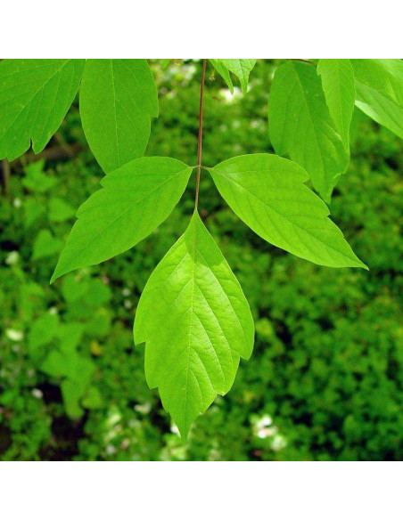 Klon jesionolistny Acer negundo