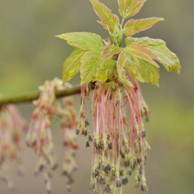 Acer negundo Klon jesionolistny