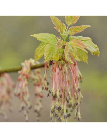 Acer negundo Klon jesionolistny