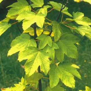 Klon jawor Worley Acer pseudoplatanus