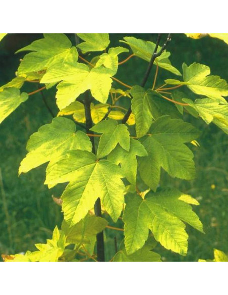 Klon jawor Worley Acer pseudoplatanus