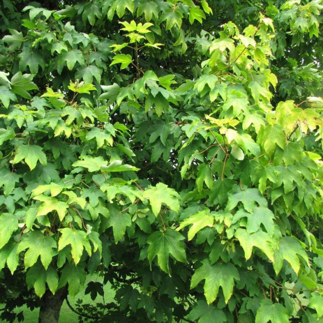 Klon jawor Acer pseudoplatanus Worley