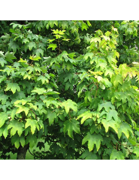 Klon jawor Acer pseudoplatanus Worley