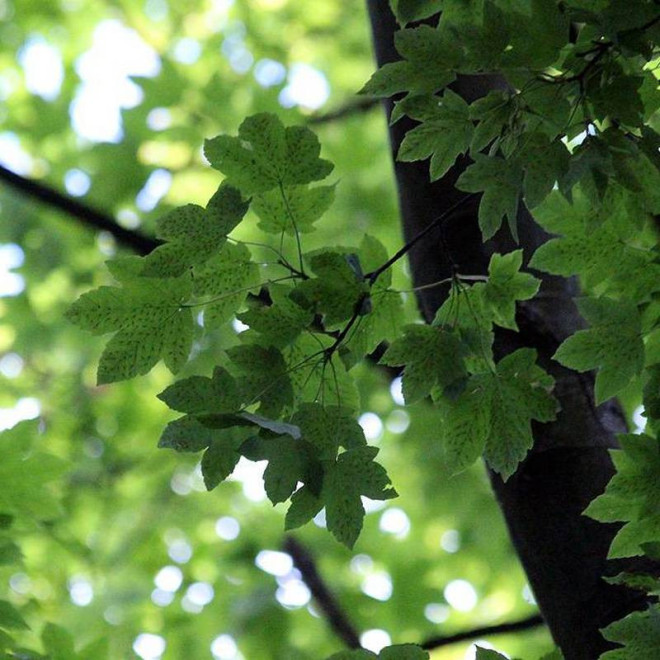 Acer pseudoplatanus Klon jawor Worley