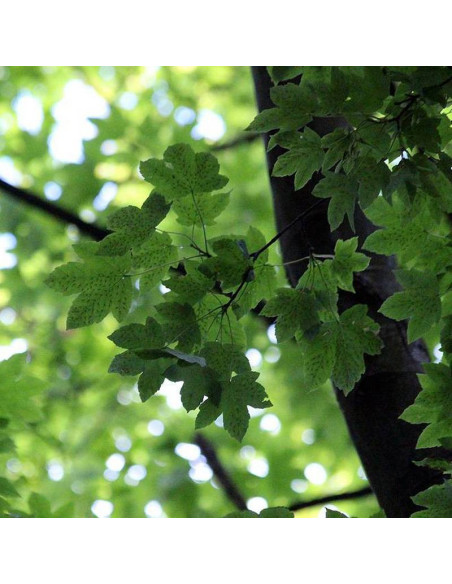 Acer pseudoplatanus Klon jawor Worley