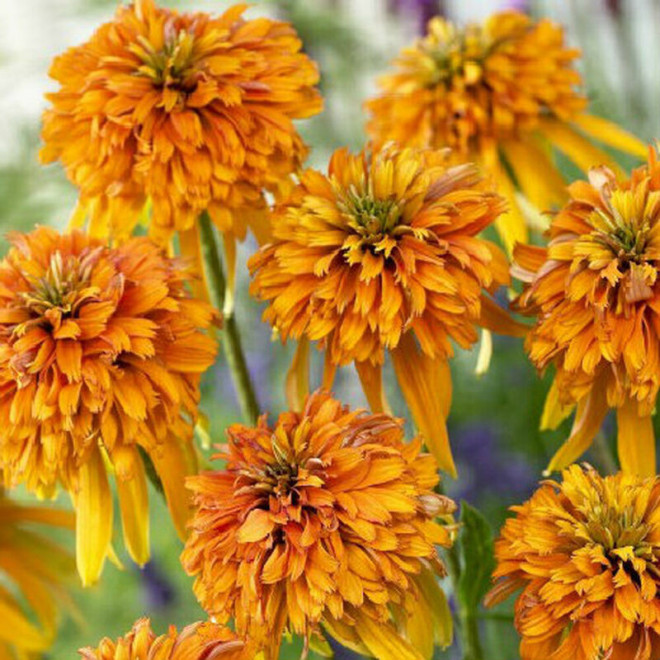 Jeżówka Marmalade PBR Echinacea