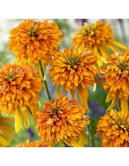 Jeżówka Marmalade PBR Echinacea