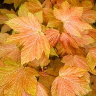 Brilliantissimum Klon jawor Acer pseudoplatanus