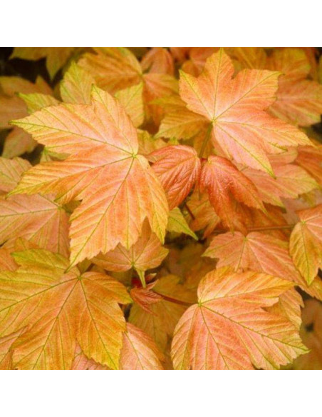 Brilliantissimum Klon jawor Acer pseudoplatanus