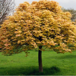Brilliantissimum Klon jawor Acer pseudoplatanus 2