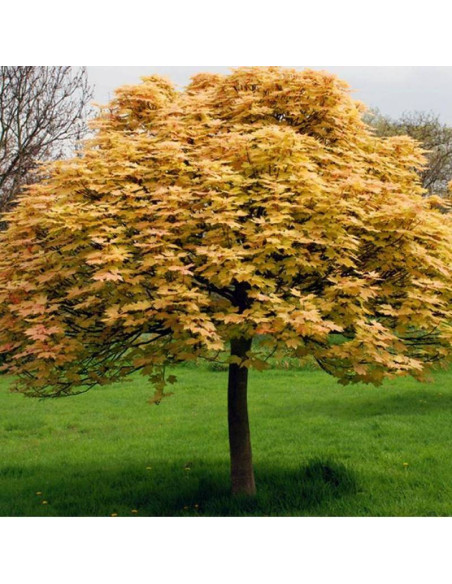 Klon jawor Brilliantissimum Acer pseudoplatanus