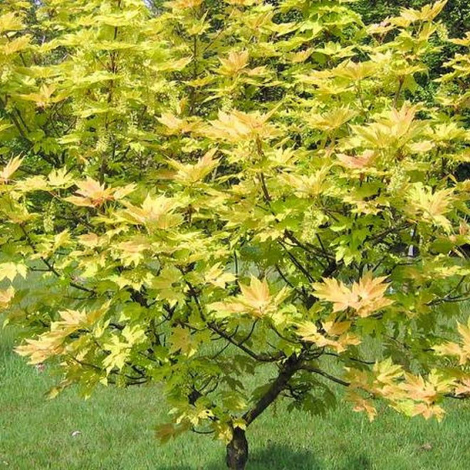 Acer pseudoplatanus Klon jawor Brilliantissimum