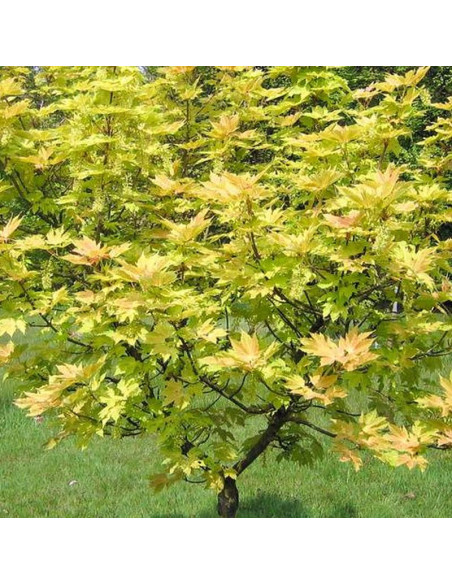 Acer pseudoplatanus Klon jawor Brilliantissimum
