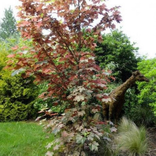 Esk Sunset Acer pseudoplatanus Klon jawor