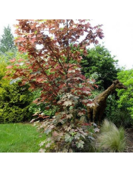 Esk Sunset Acer pseudoplatanus Klon jawor