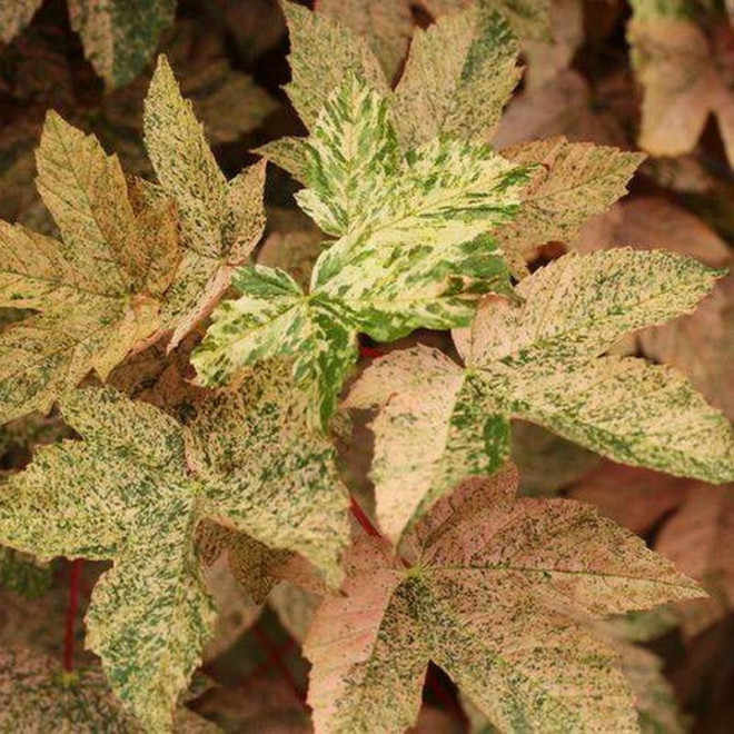 Klon jawor Esk Sunset Acer pseudoplatanus