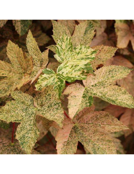 Klon jawor Esk Sunset Acer pseudoplatanus