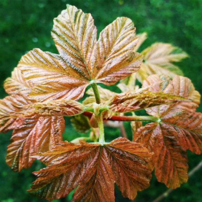Acer pseudoplatanus Klon jawor Esk Sunset