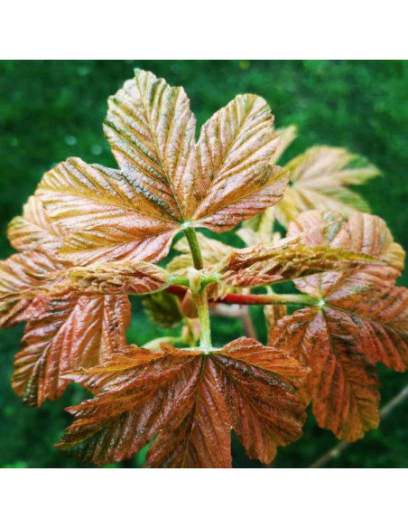 Acer pseudoplatanus Klon jawor Esk Sunset