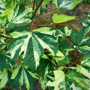 Leopoldii Acer pseudoplatanus Klon jawor