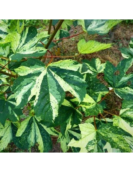 Leopoldii Acer pseudoplatanus Klon jawor