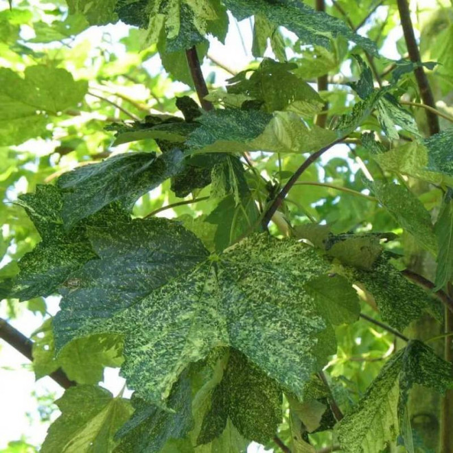 Klon jawor Leopoldii Acer pseudoplatanus