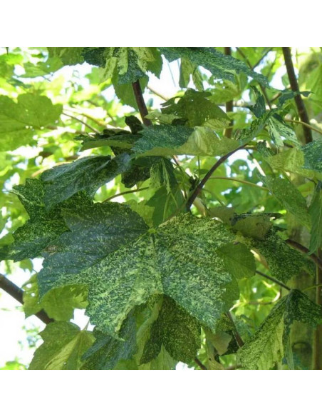 Klon jawor Leopoldii Acer pseudoplatanus